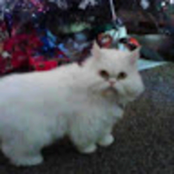 Meet your Posher, Elizabeth - Picture 1 of 1